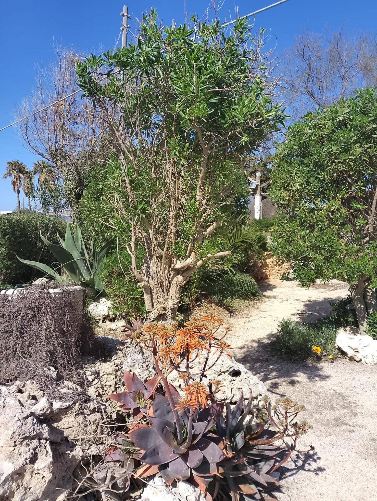 Punta Grossa Apartments By My Home Apulia Torre Lapillo Bagian luar foto